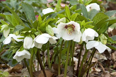 �N���X�}�X���[�Y